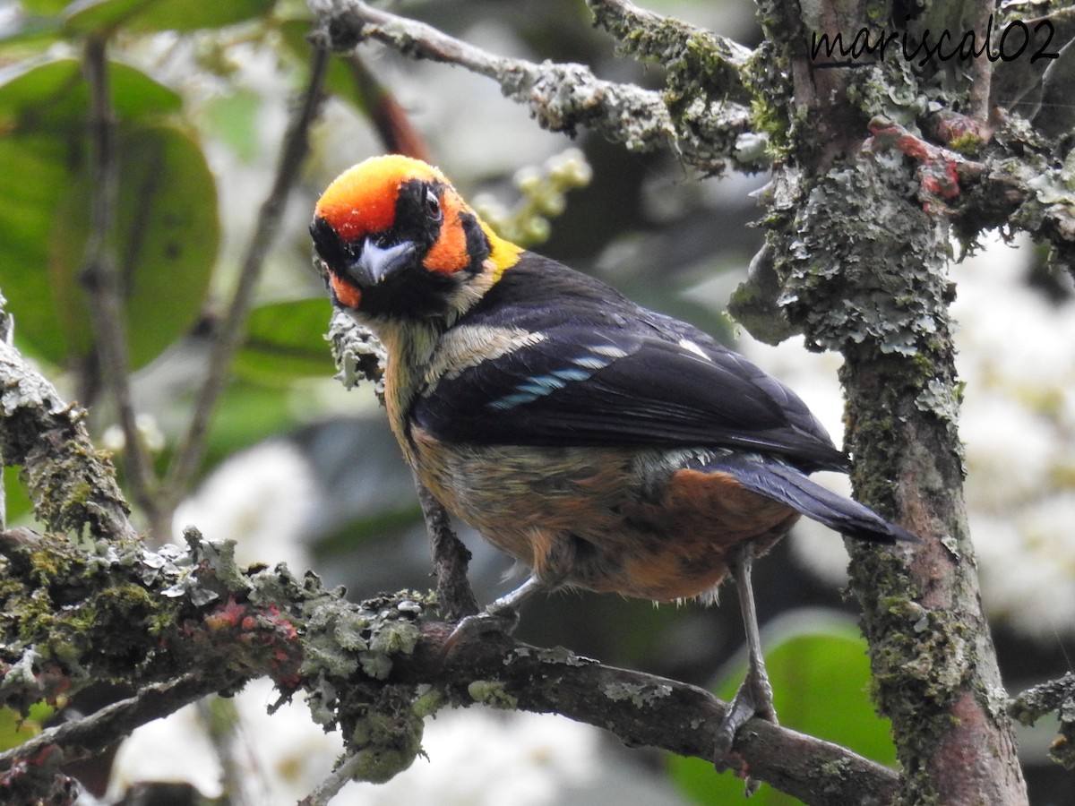 Flame-faced Tanager - ML617065353