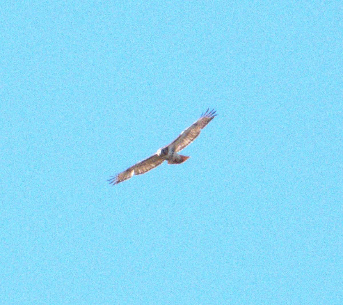 Red-tailed Hawk - ML617065435