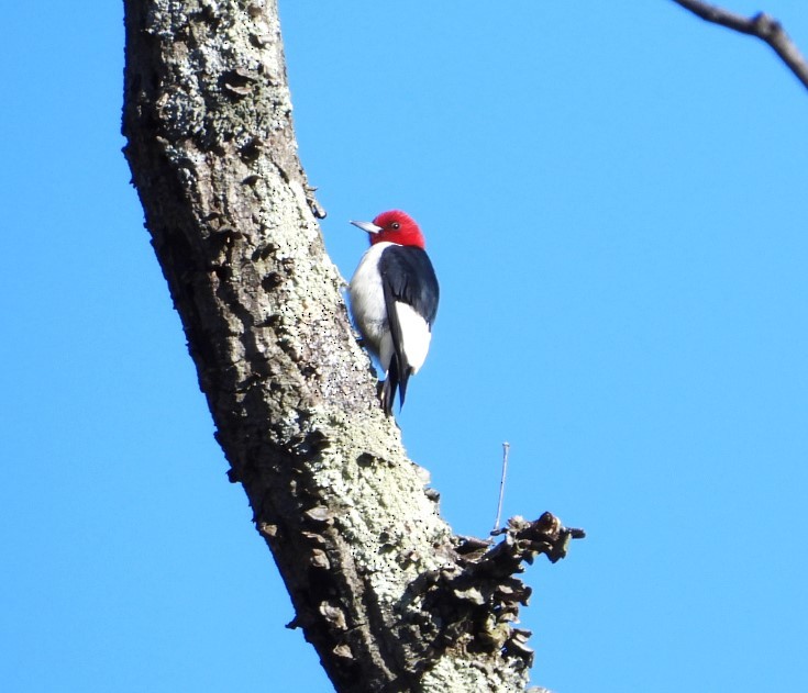 Red-headed Woodpecker - ML617065450