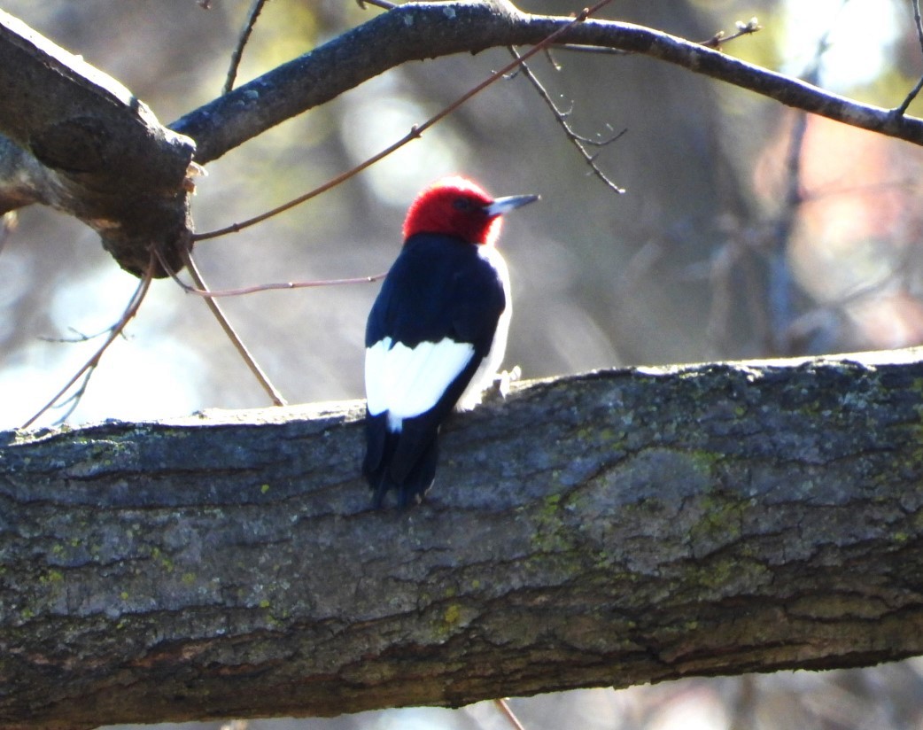 Red-headed Woodpecker - ML617065454