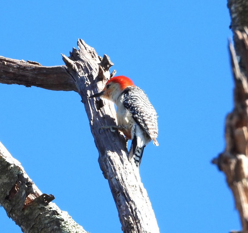 Red-bellied Woodpecker - ML617065467