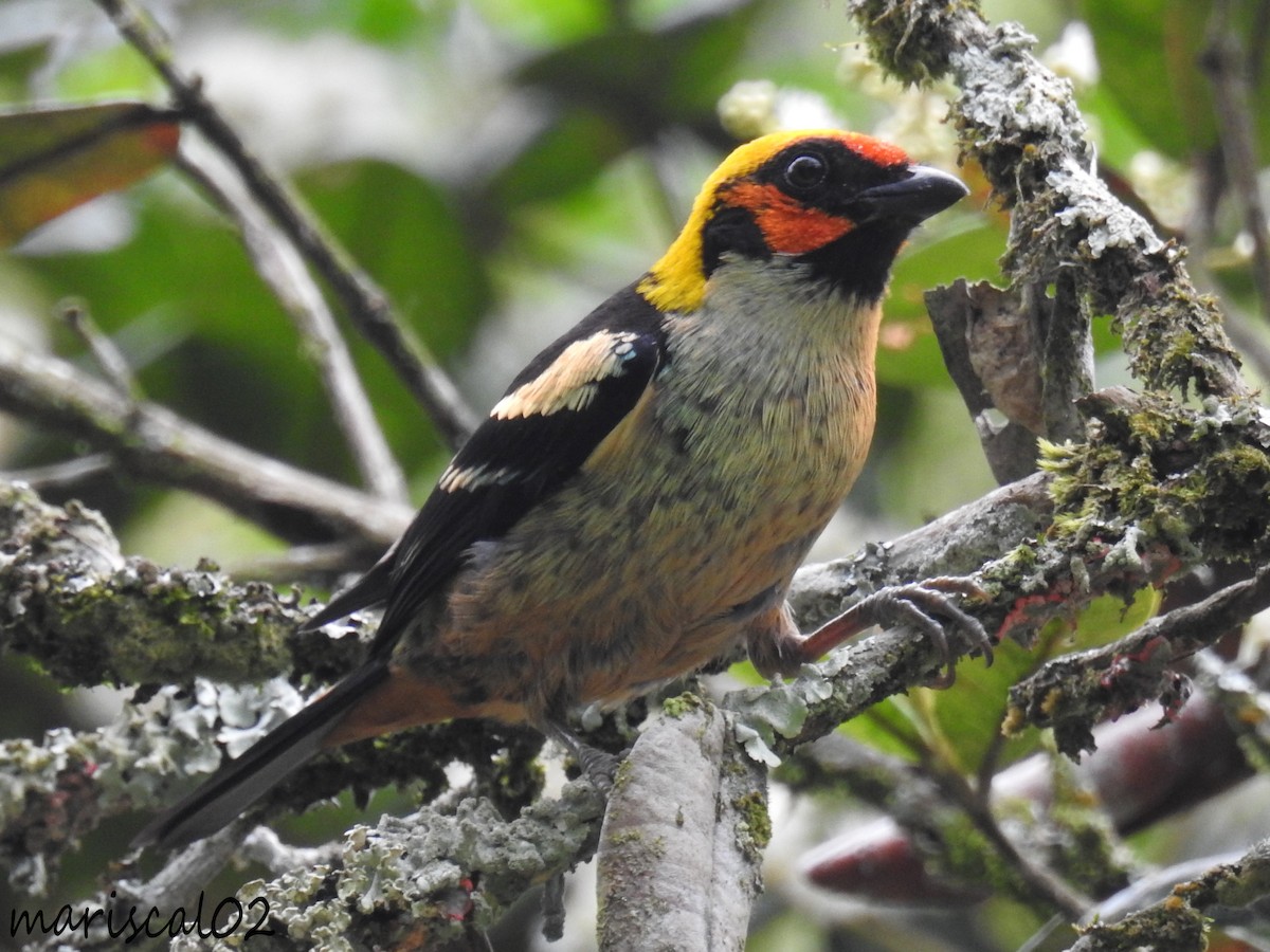 Flame-faced Tanager - ML617065483