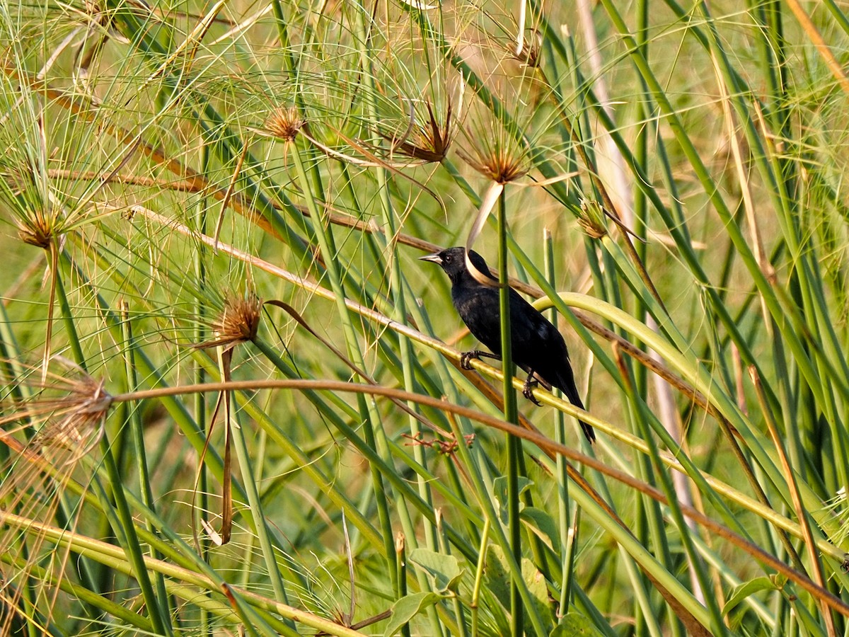 Unicolored Blackbird - Anonymous