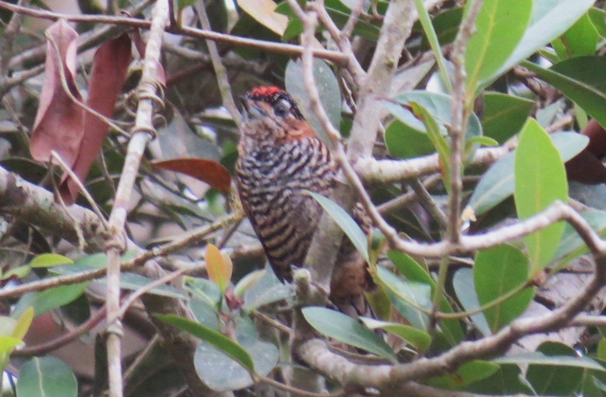 Ochre-collared Piculet - ML617065545