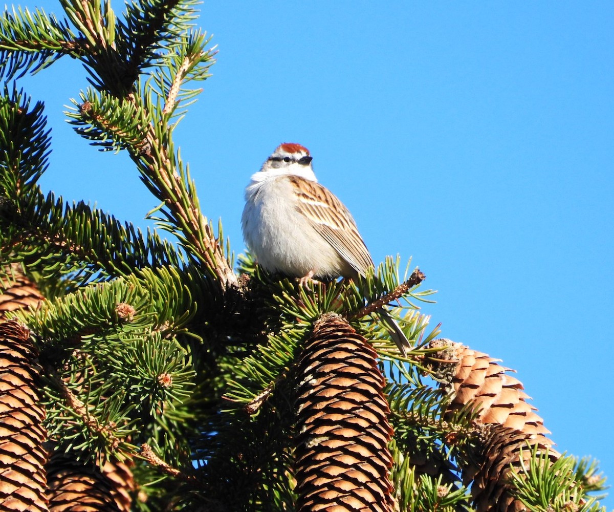 Chipping Sparrow - ML617065558