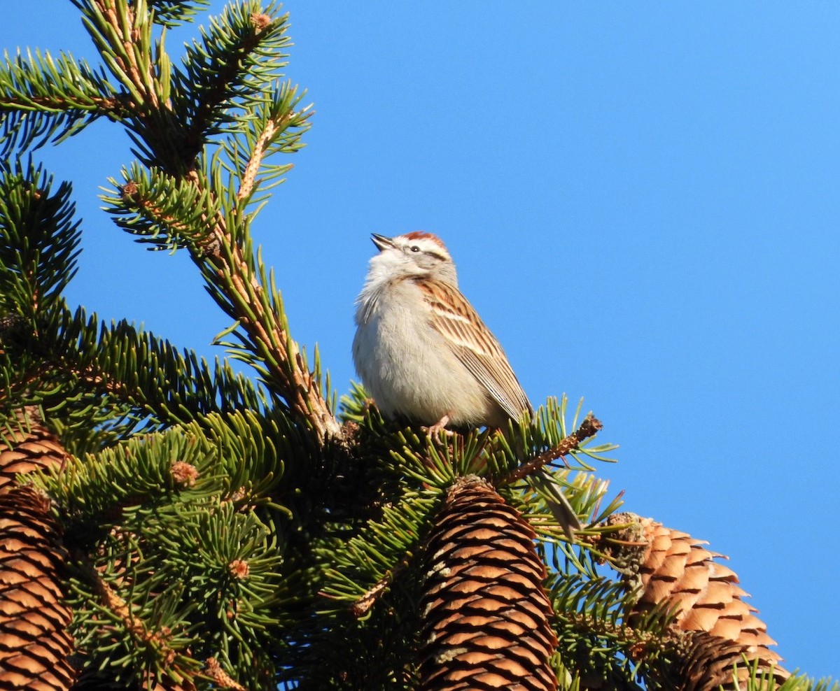 Chipping Sparrow - ML617065564