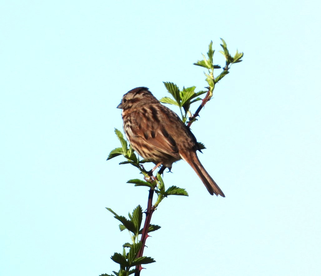 Savannah Sparrow - ML617065573