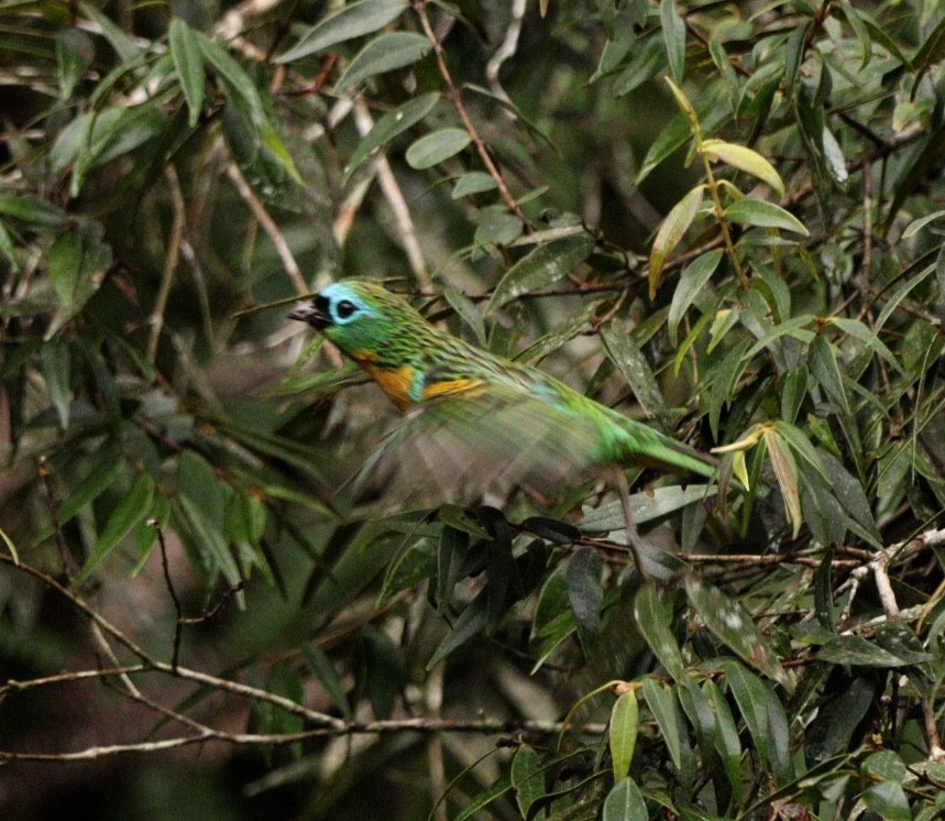 Brassy-breasted Tanager - ML617065693