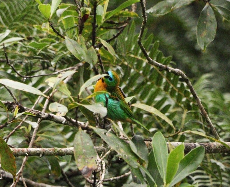 Brassy-breasted Tanager - ML617065694