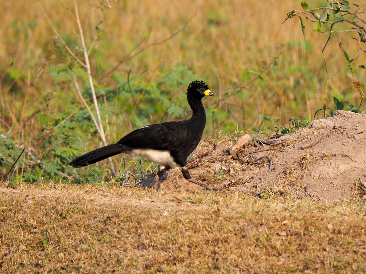Bare-faced Curassow - ML617065714
