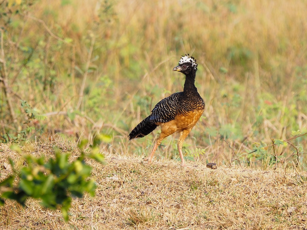Bare-faced Curassow - ML617065721