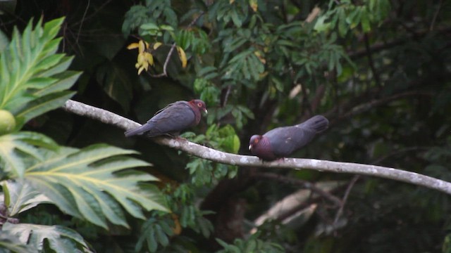 Scaly-naped Pigeon - ML617065841