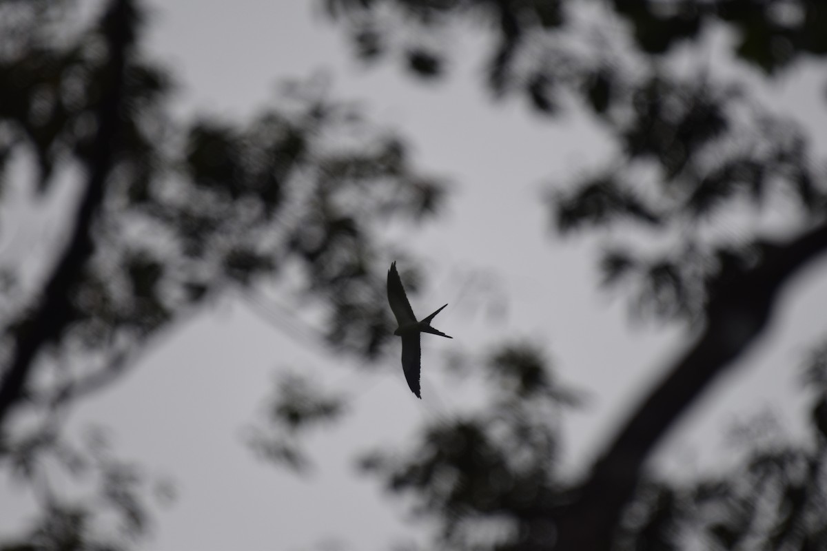 Swallow-tailed Kite - ML617065890