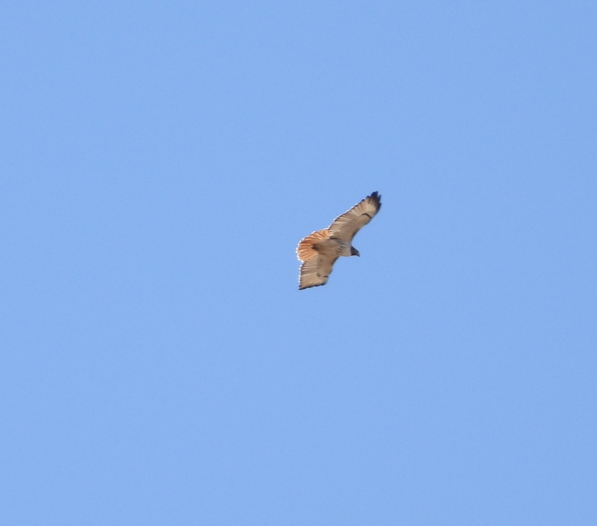 Red-tailed Hawk - ML617065903