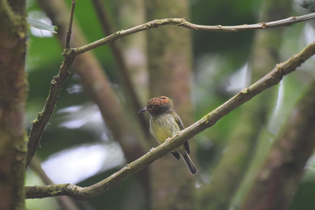 Scale-crested Pygmy-Tyrant - ML617065963