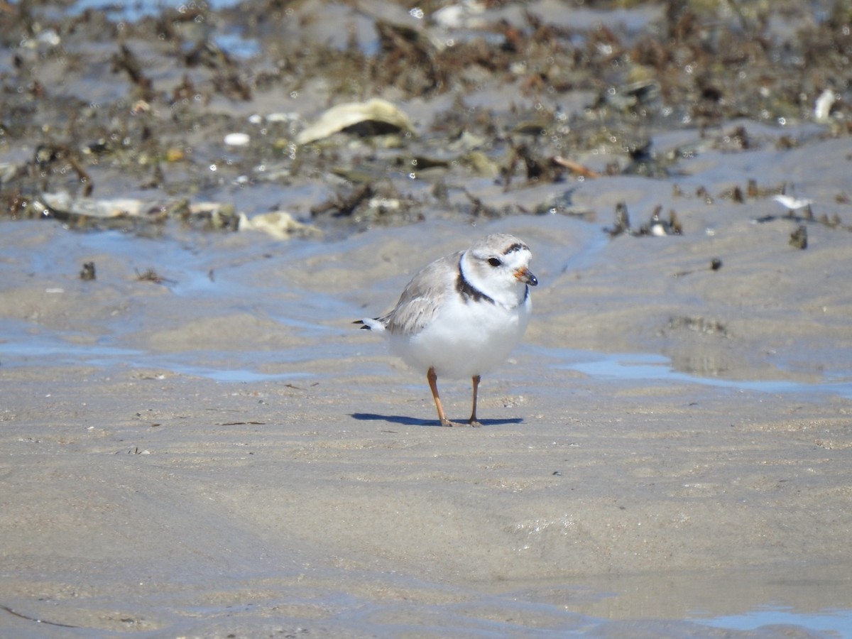 Piping Plover - ML617065994