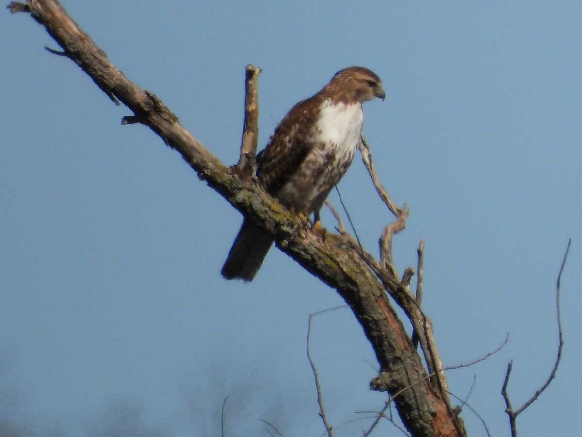 Red-tailed Hawk - ML617066015