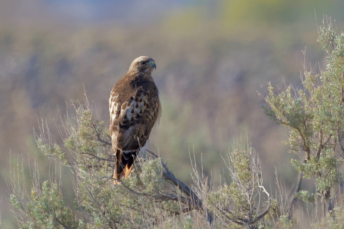 Red-tailed Hawk - Bill Schneider