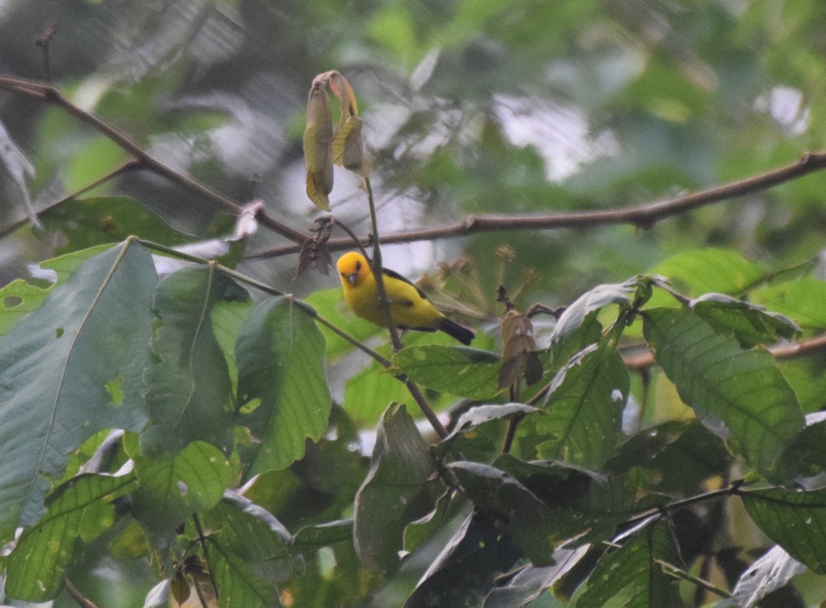 Black-and-yellow Tanager - ML617066026