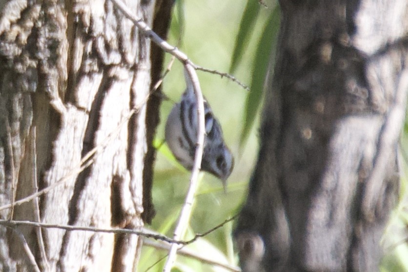 Black-and-white Warbler - Otto Mayer