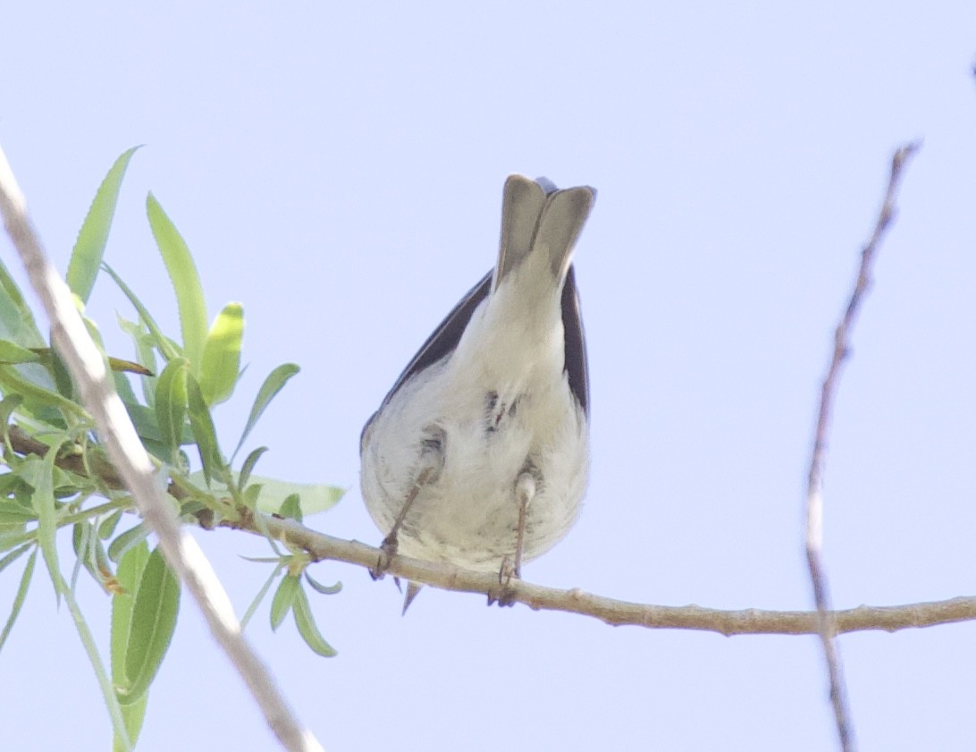 Lucy's Warbler - ML617066049