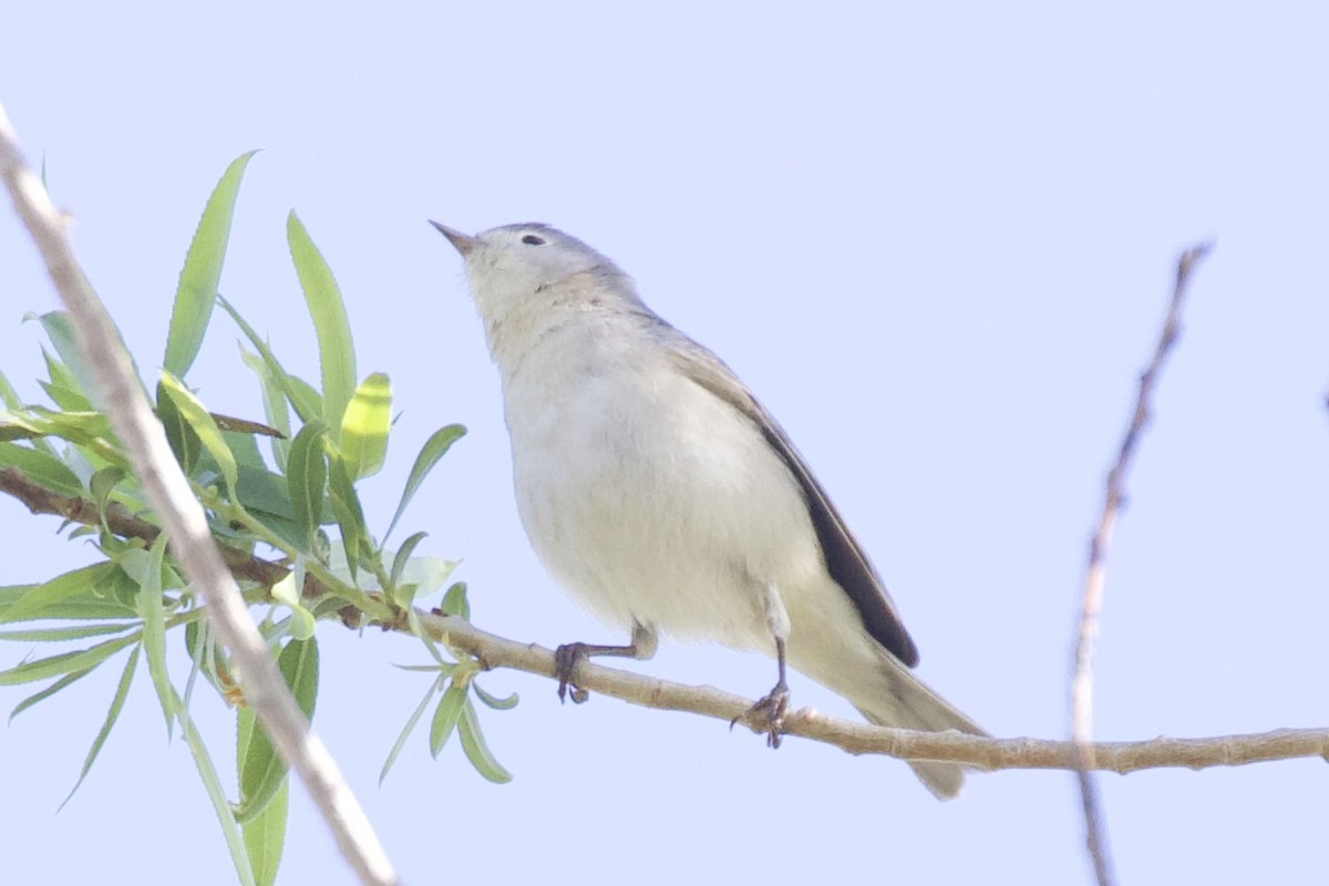 Lucy's Warbler - ML617066050