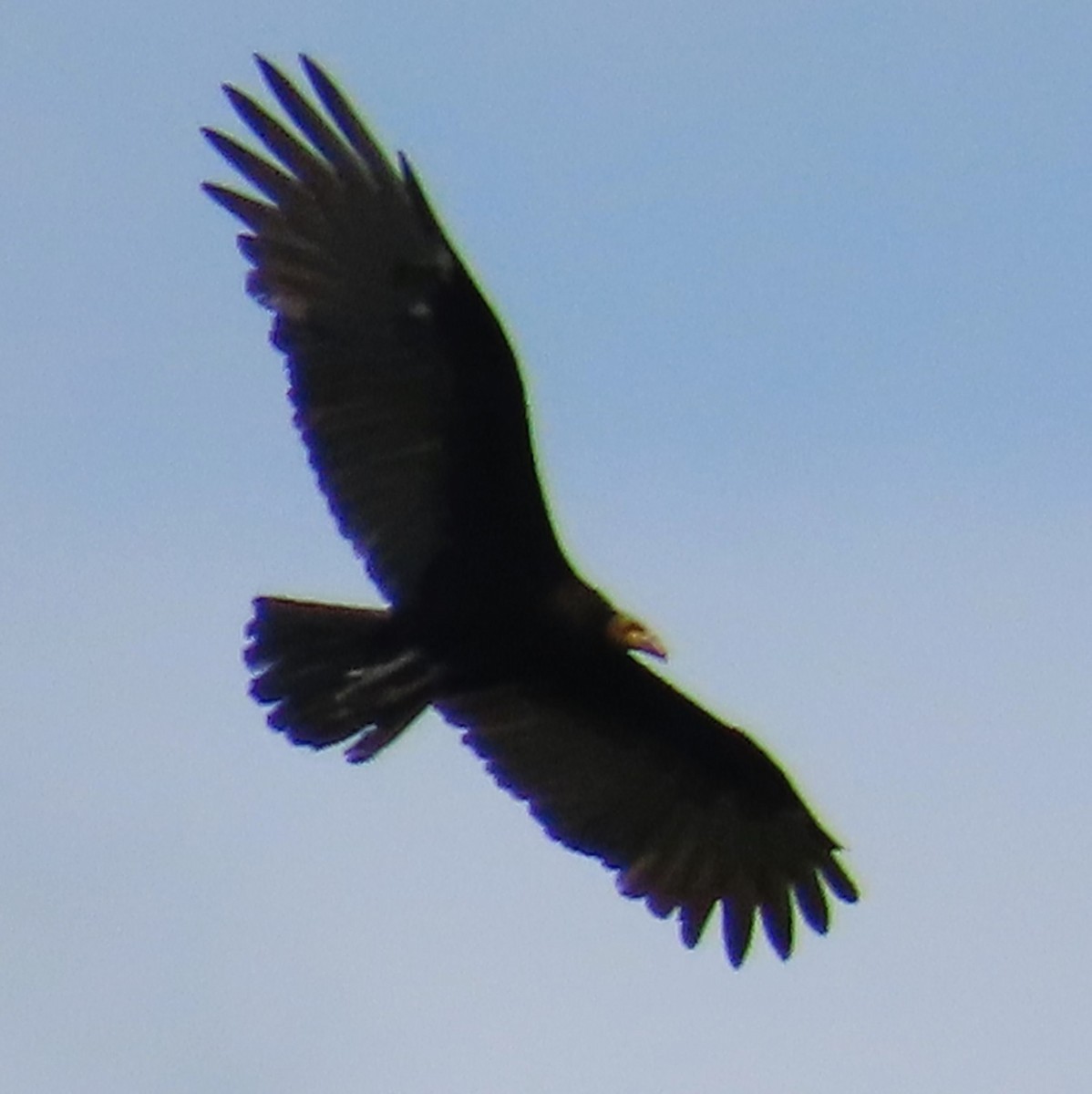 Lesser Yellow-headed Vulture - Duston Larsen