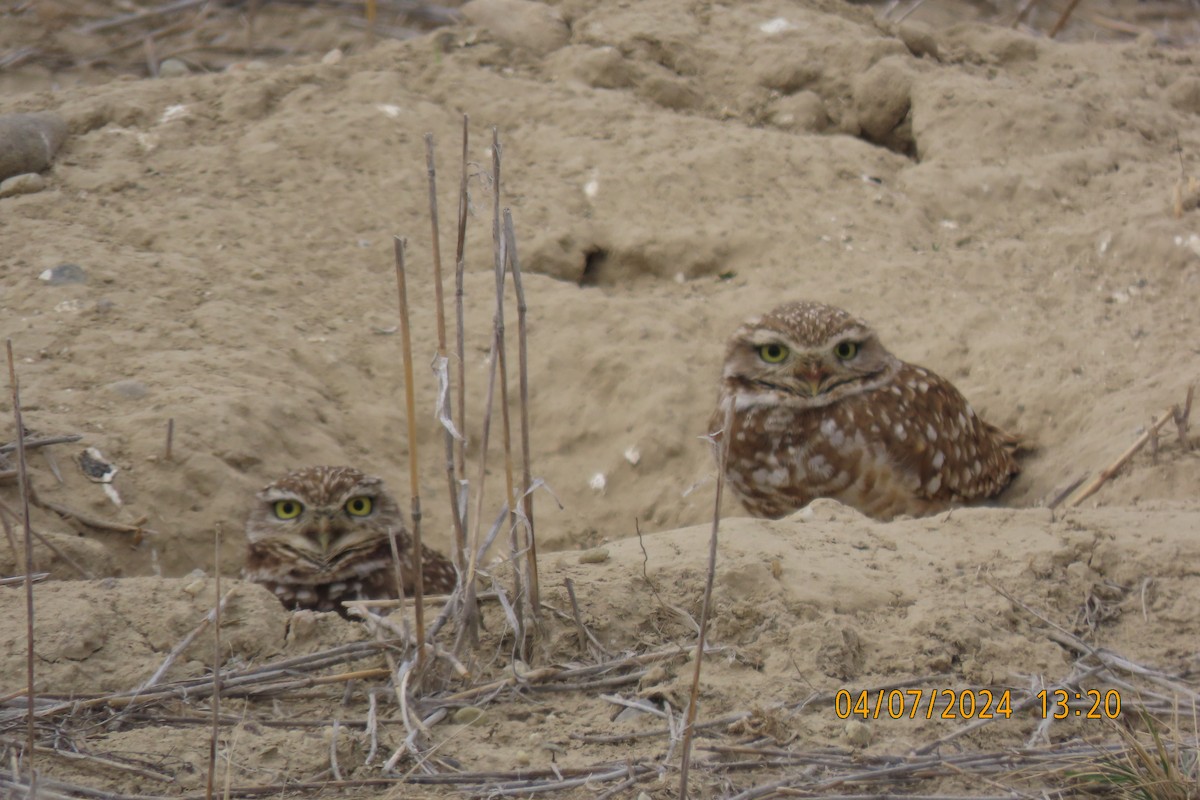 Burrowing Owl - ML617066098