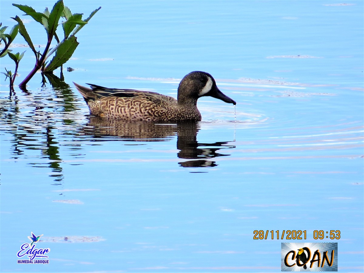 Blue-winged Teal - ML617066104
