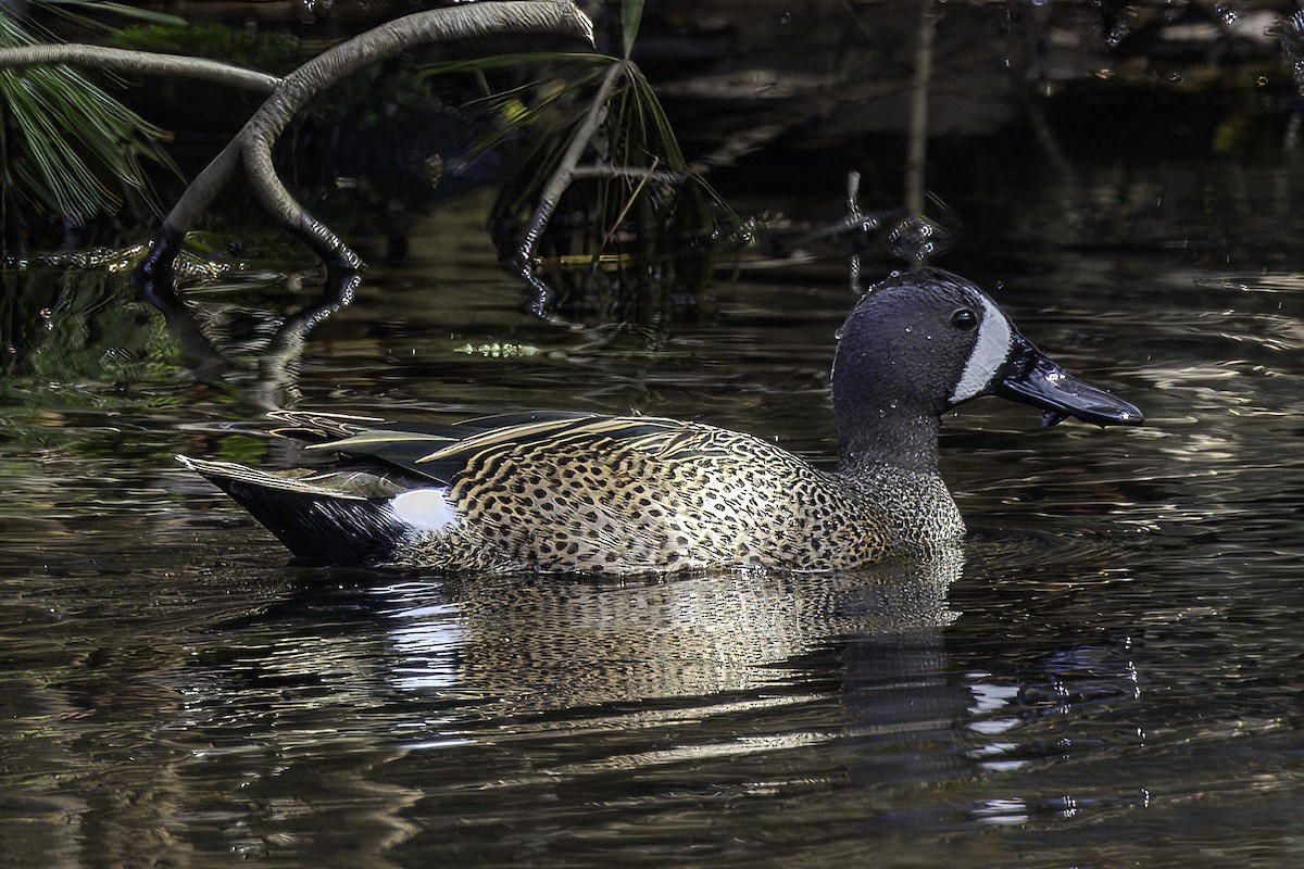Blue-winged Teal - ML617066122