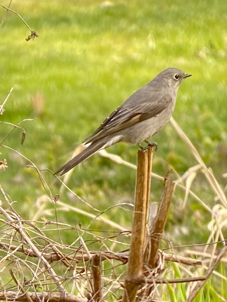 Townsend's Solitaire - ML617066126