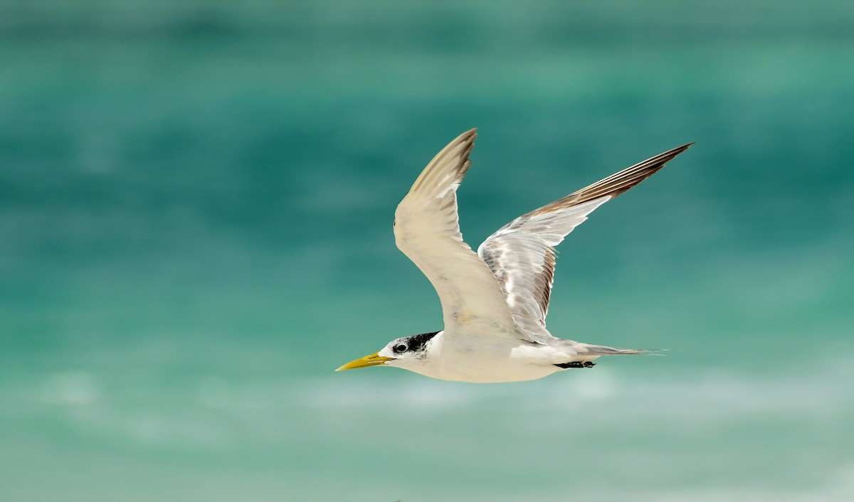 Great Crested Tern - ML617066175