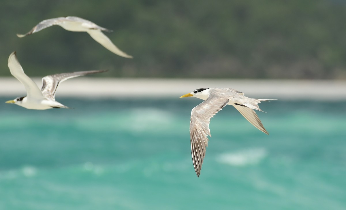 Great Crested Tern - Sabine Decamp