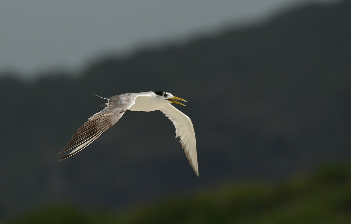 Great Crested Tern - ML617066186