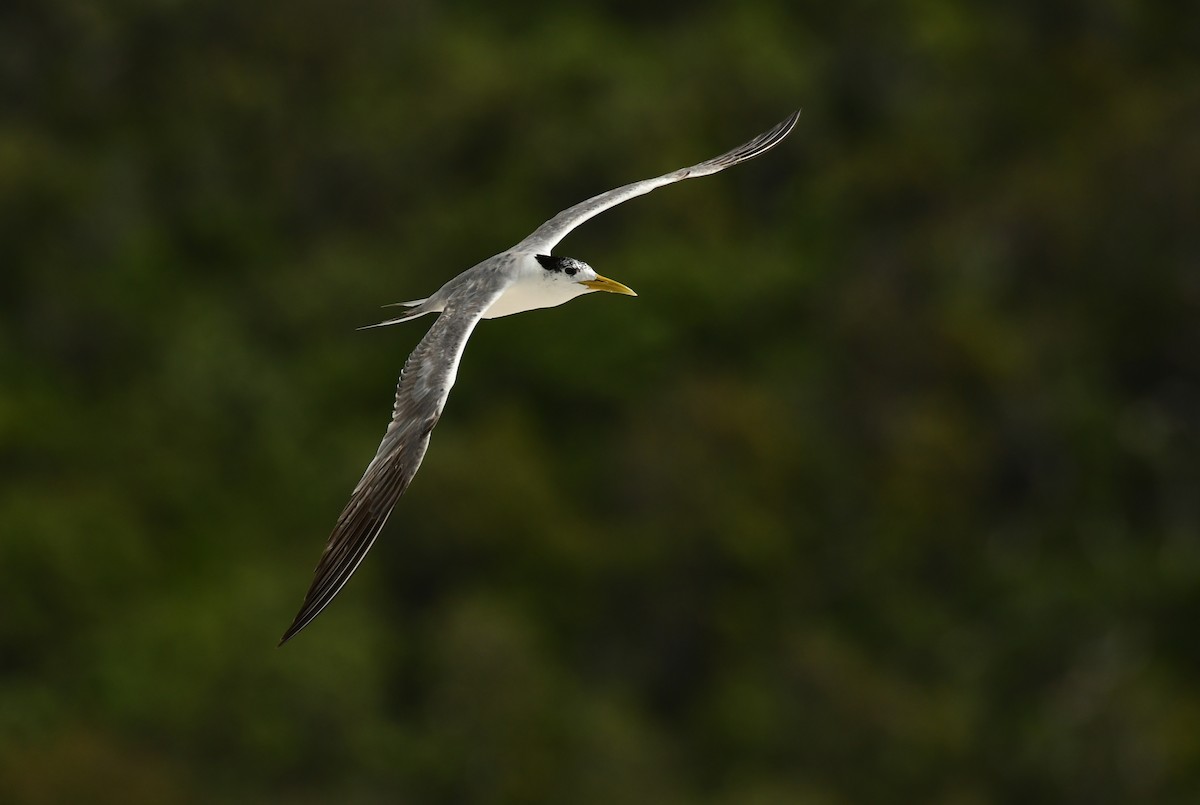 Great Crested Tern - ML617066190