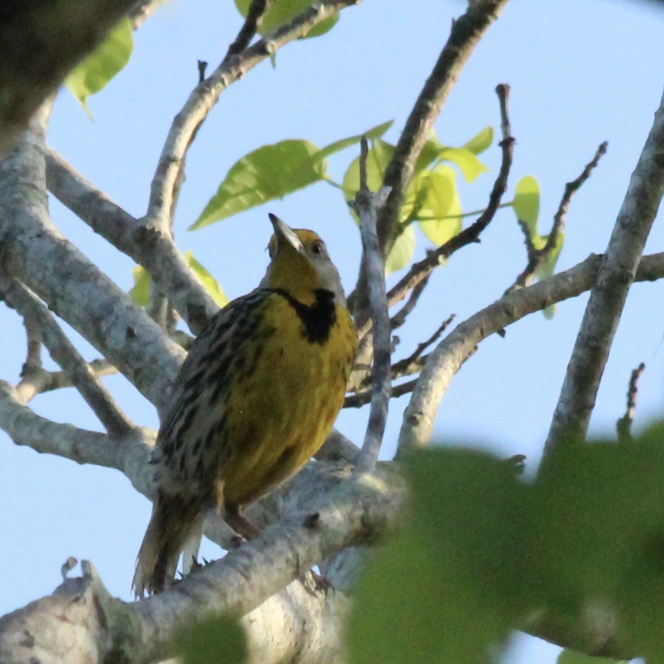 Eastern Meadowlark (Cuban) - ML617066201