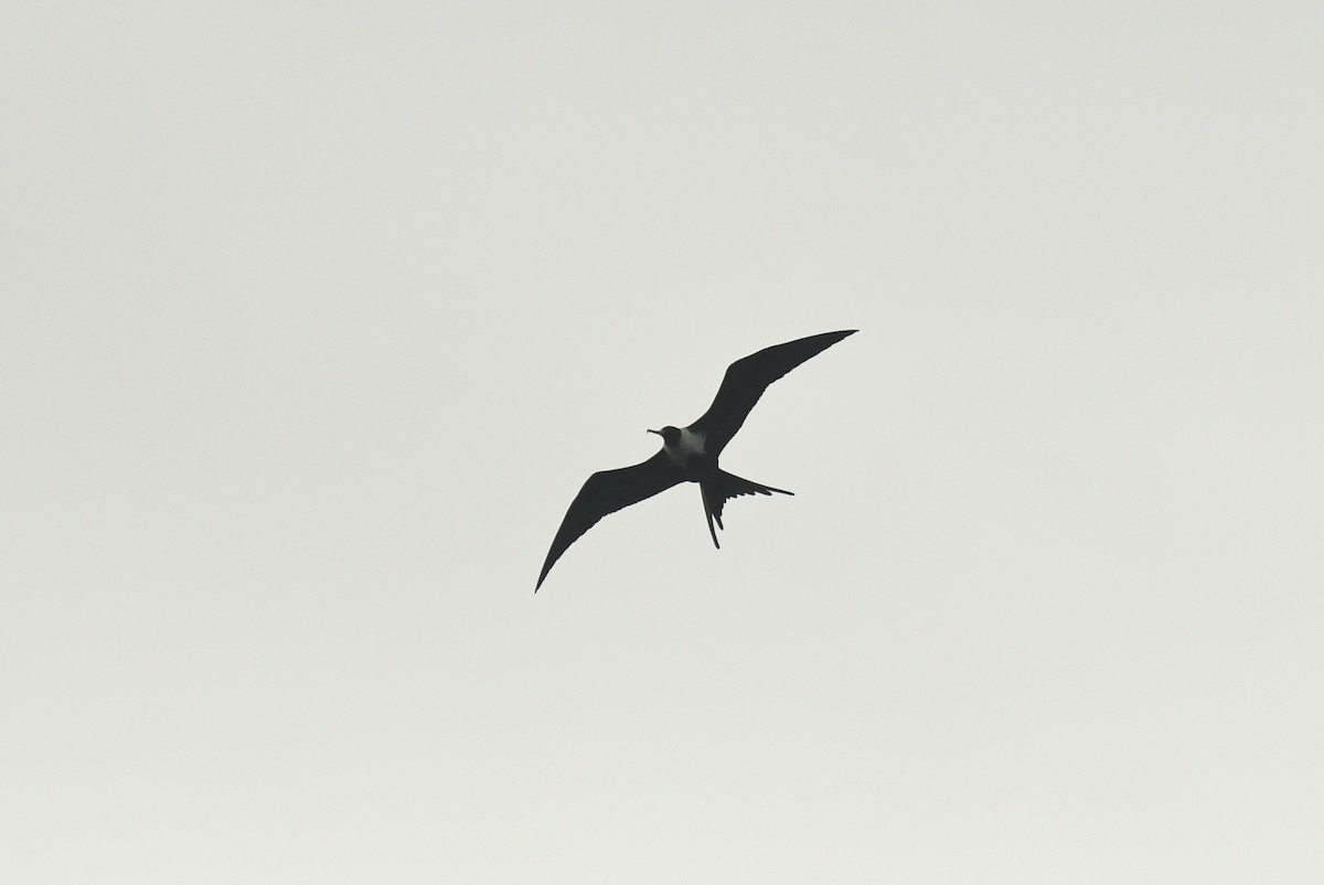 Lesser Frigatebird - ML617066204