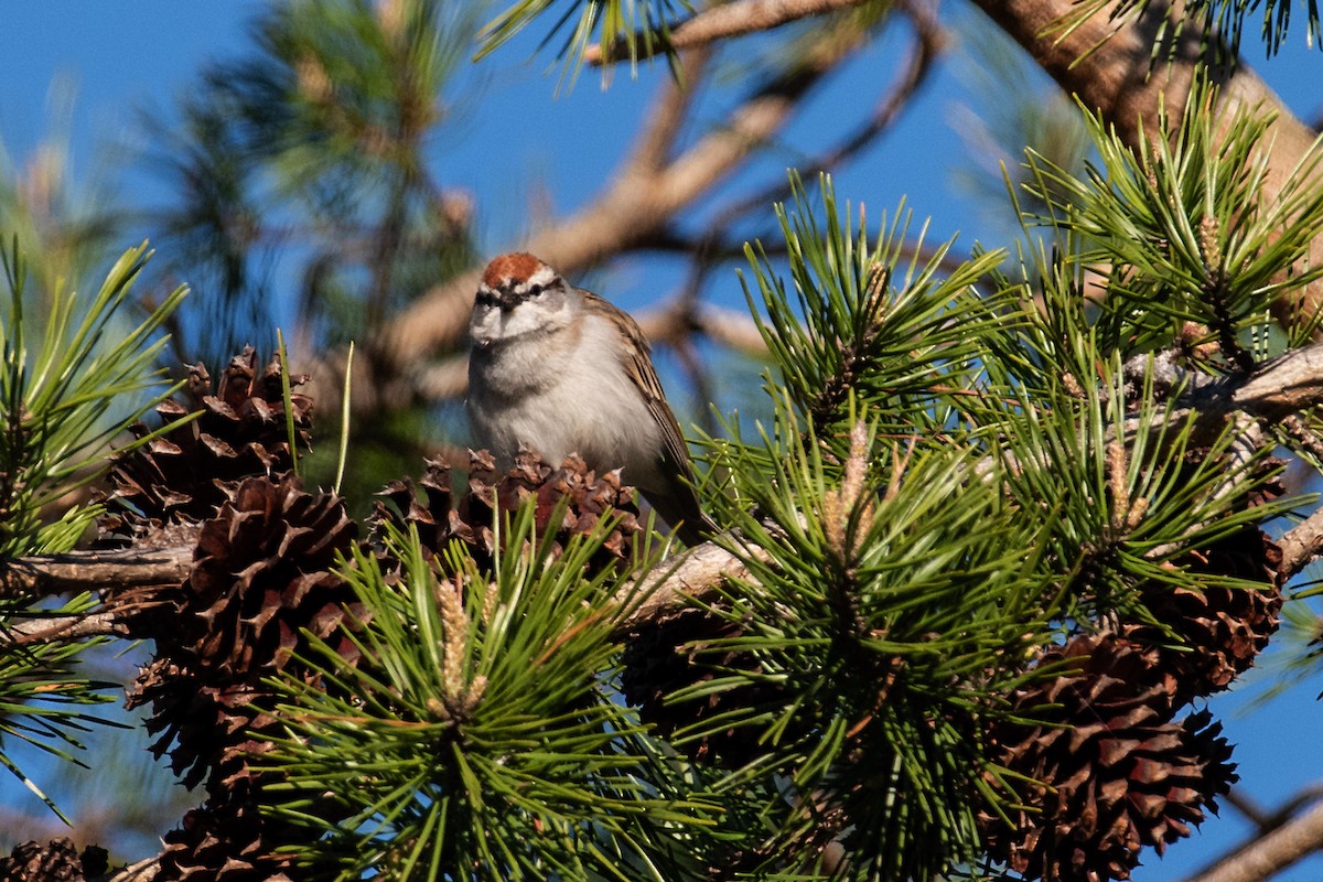 Chipping Sparrow - ML617066215