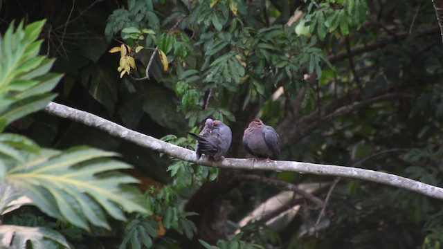 Scaly-naped Pigeon - ML617066262