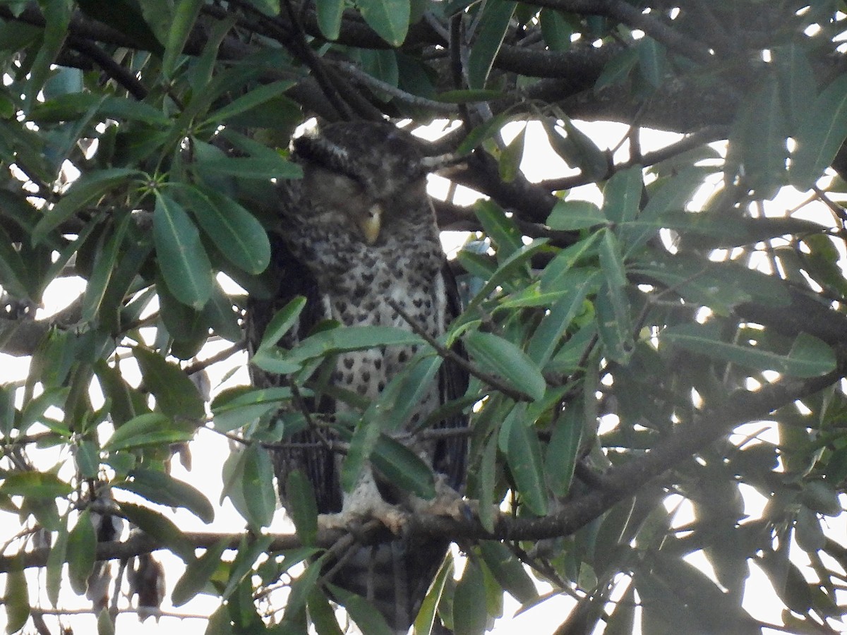 Spot-bellied Eagle-Owl - ML617066329