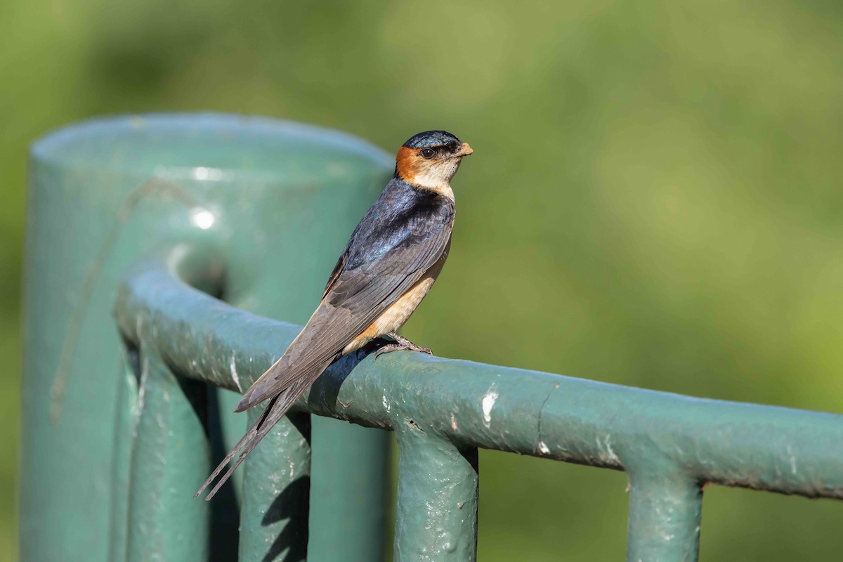Red-rumped Swallow - Linda Rudolph