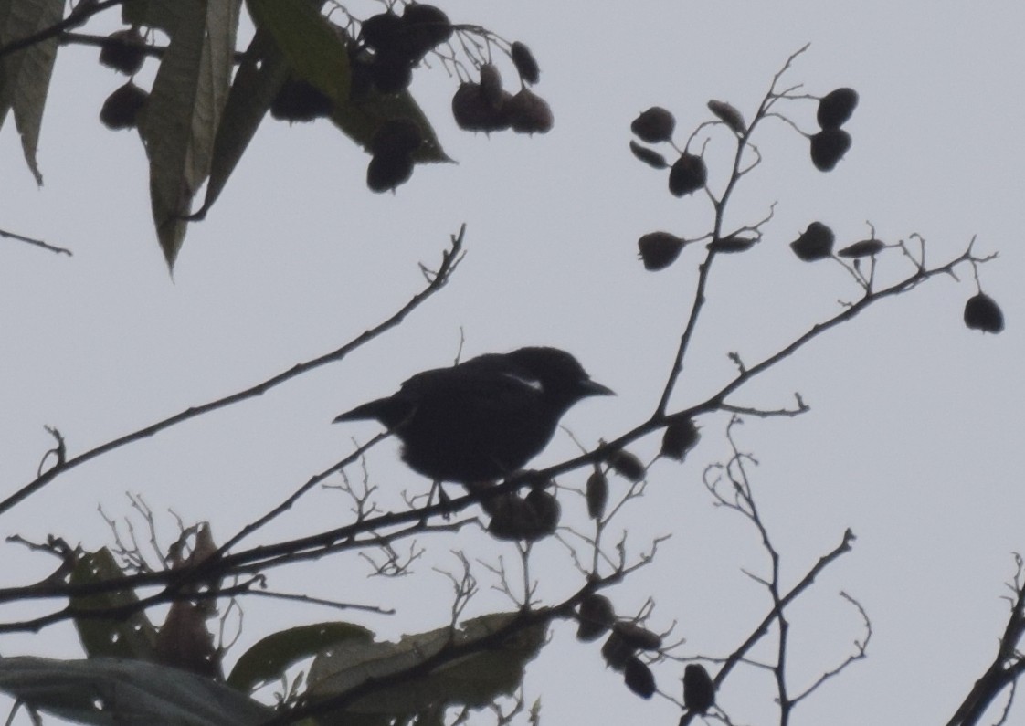 White-shouldered Tanager - ML617066434