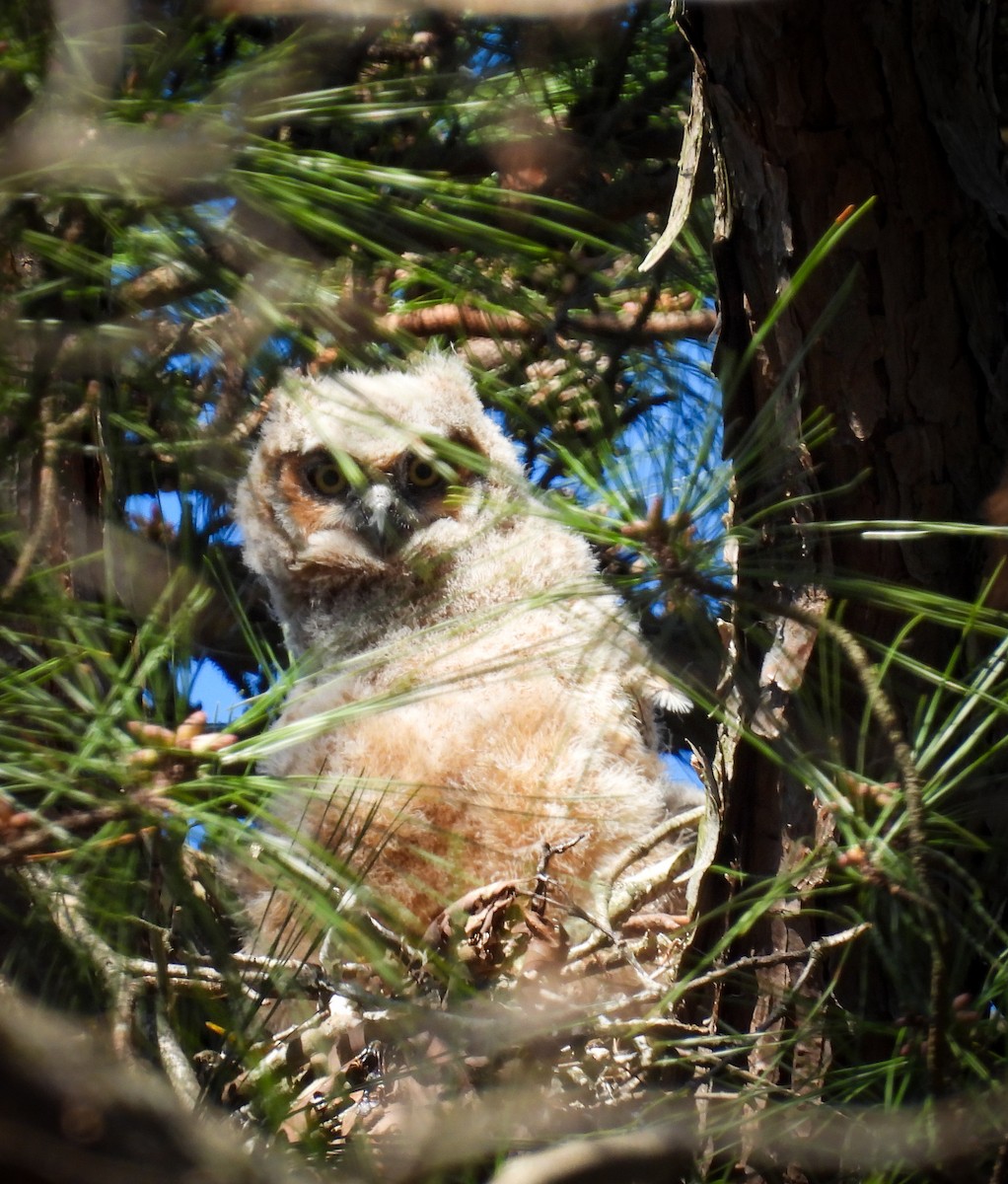 Great Horned Owl - ML617066435