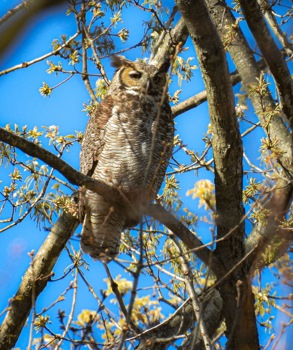 Great Horned Owl - ML617066437