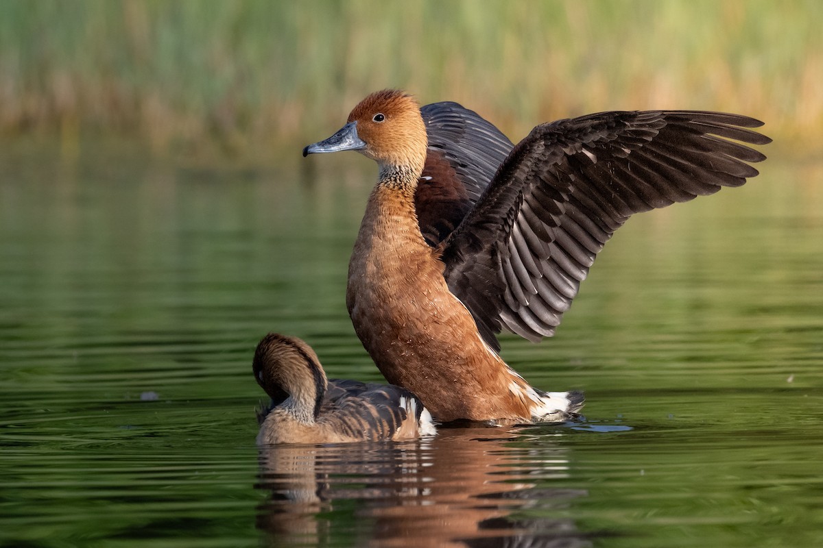 Fulvous Whistling-Duck - ML617066477
