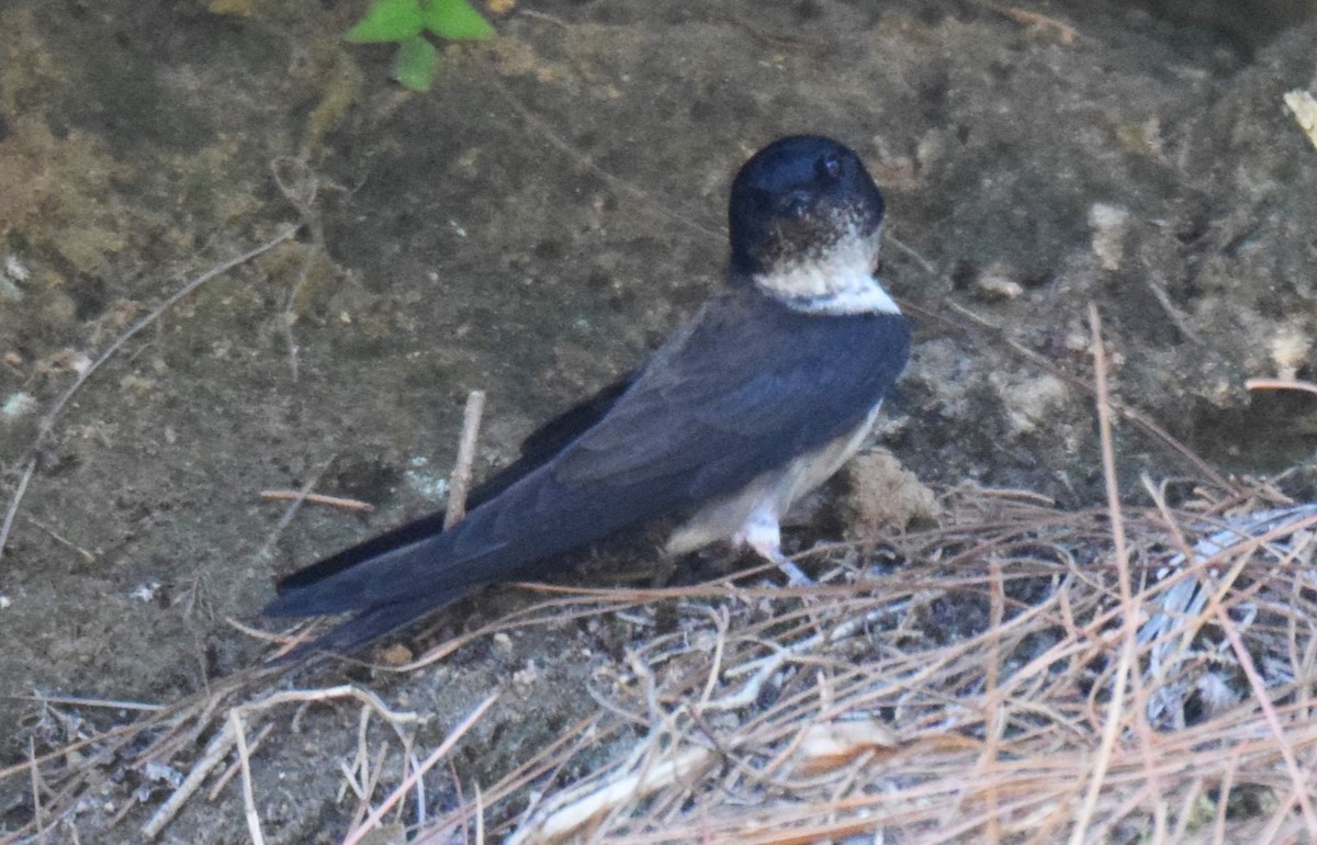 Black-capped Swallow - ML617066499