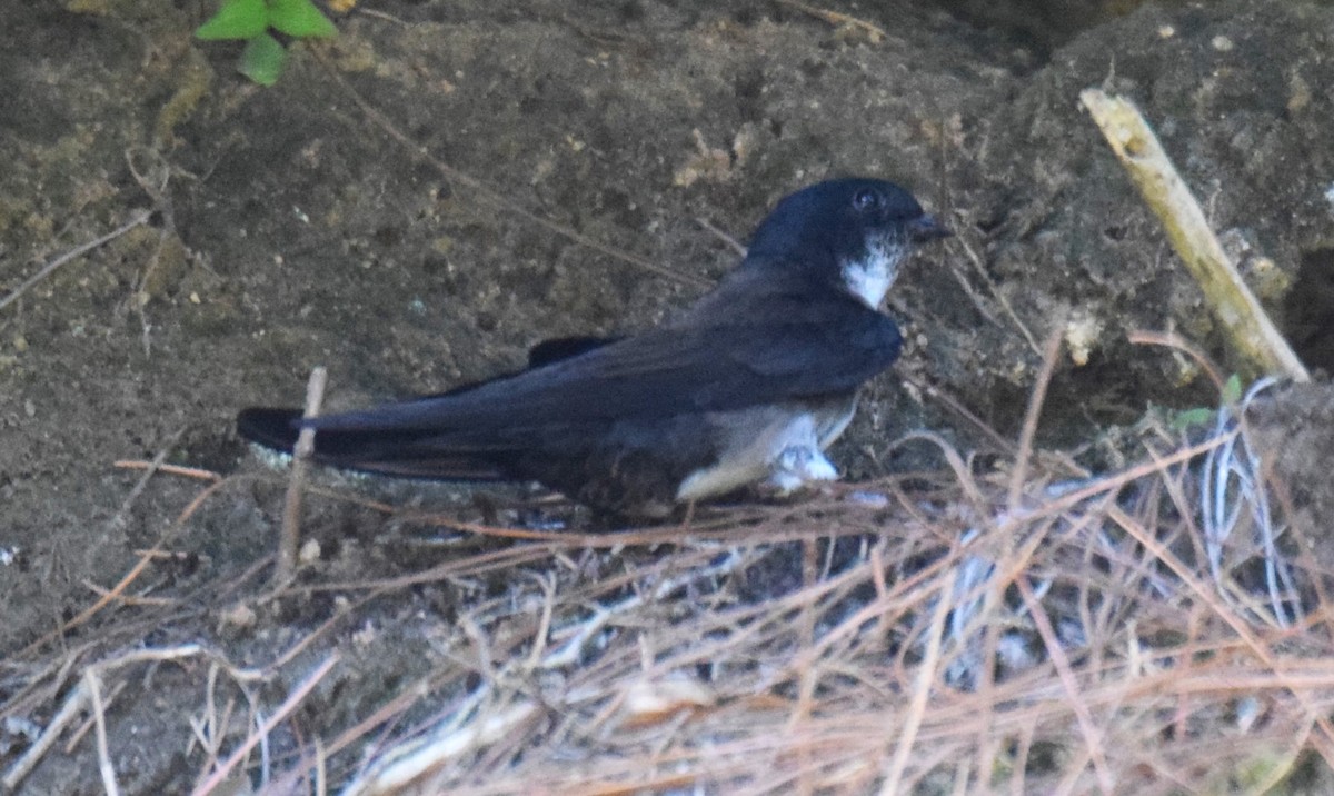Black-capped Swallow - Nestor Herrera