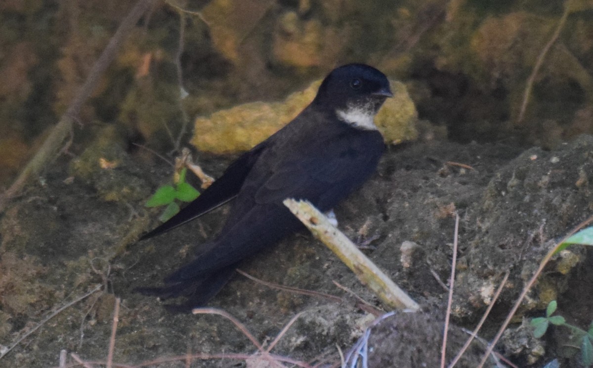 Black-capped Swallow - ML617066502