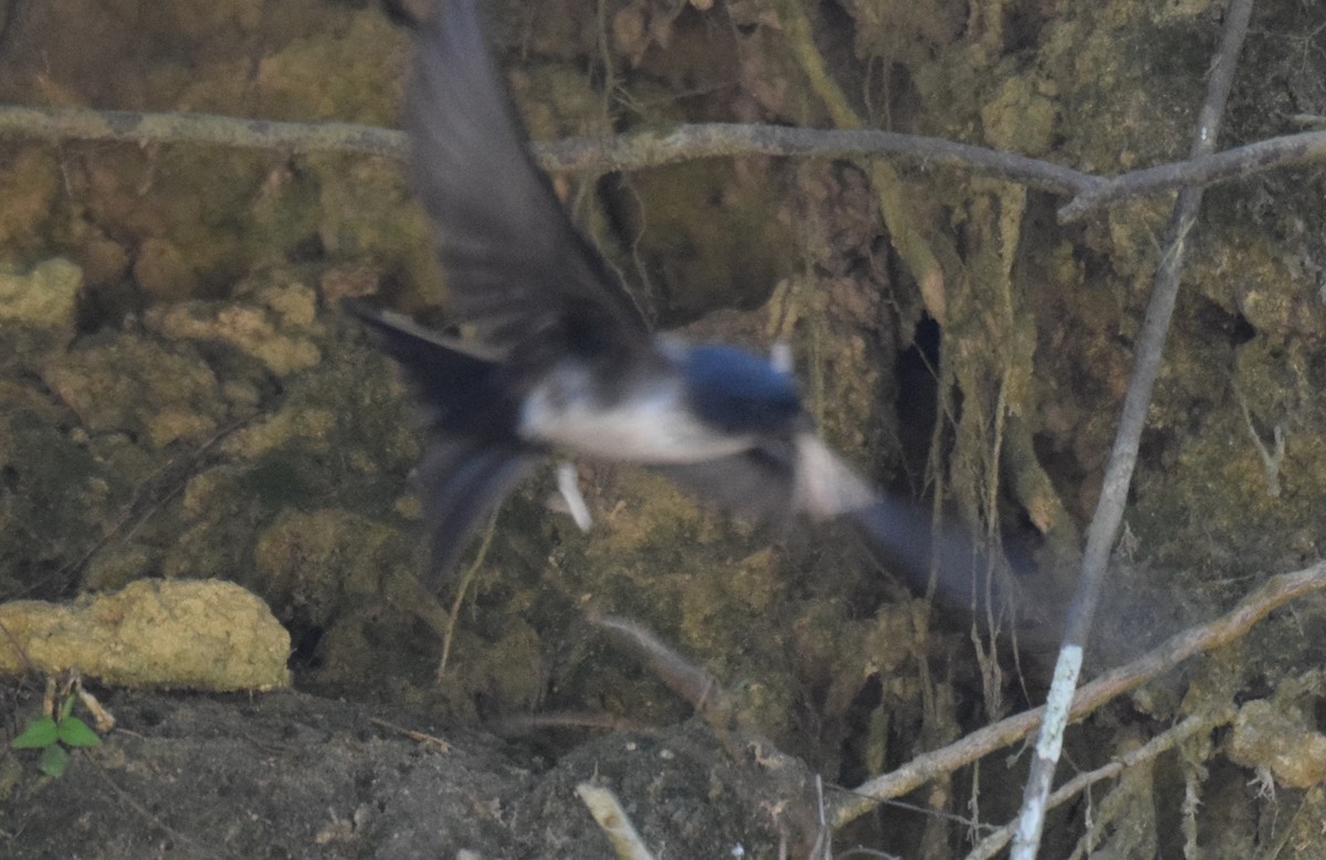 Black-capped Swallow - ML617066505