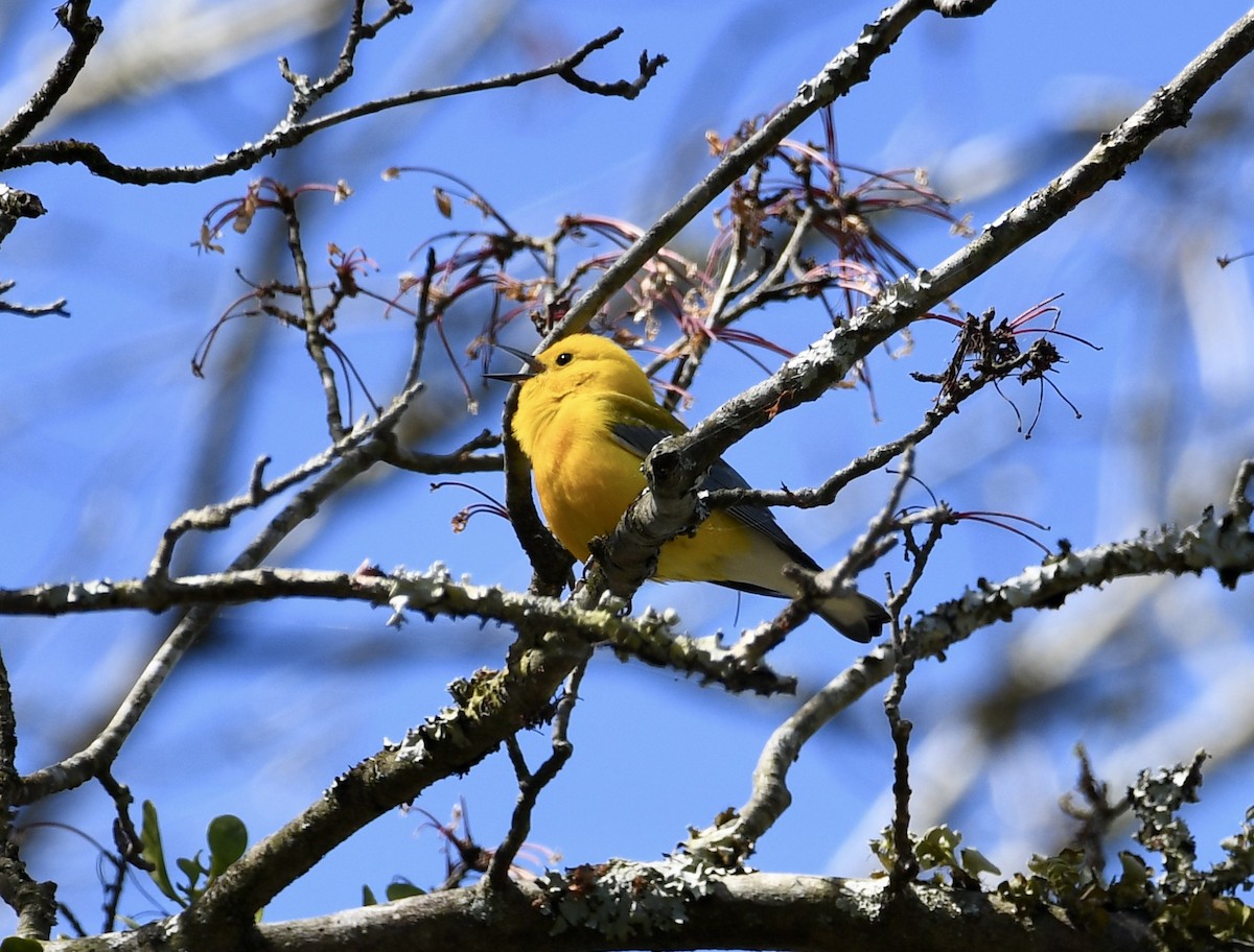 Prothonotary Warbler - ML617066544